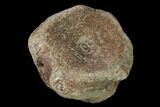 Rare, Fossil Plesiosaur Vertebra - Kansas #143472-1